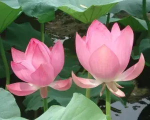 Lotus Wei avatar