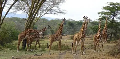 Paradise Kenya Wildlife Safaris avatar