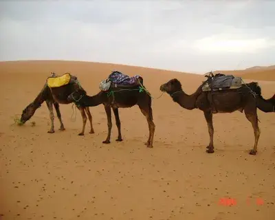 Sahara Desert Crew avatar
