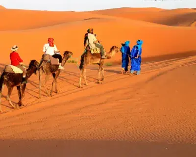 Moroccocameltrips avatar