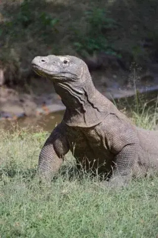 Lucas Komodo avatar