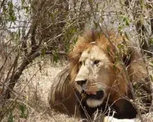 Ewamanns Safaris avatar