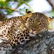 Siafu Tanzania Safaris Ltd avatar